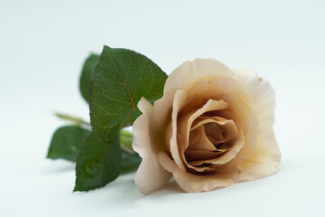 Fototapeta premium yellow rose isolated on white