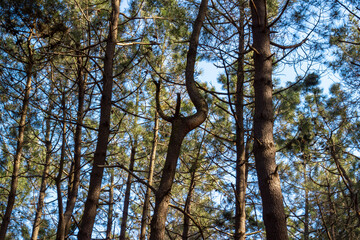 Bottom view of trees in the clear sky in the forest. pine tree and branches