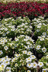 Perennial spring white flowers for the garden for sale in garden shop