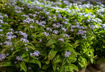 Light blue blossom of forget-me-not spring garden flowers