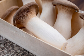 Tasty vegetarian food, fresh organic Pleurotus eryngii king trumpet mushrooms