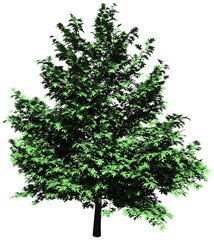 Tree - Oak isolated
