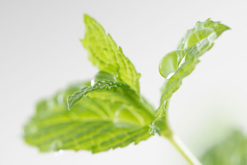 香り高いミントの葉と水滴