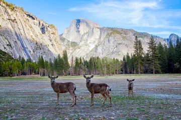 Crédence de cuisine en verre imprimé Half Dome Yosemite National Park, California, USA