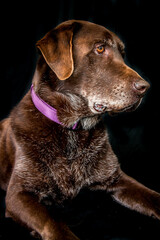 black labrador puppy