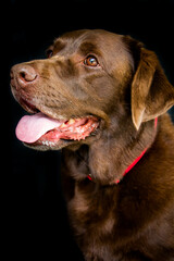 chocolate labrador retriever