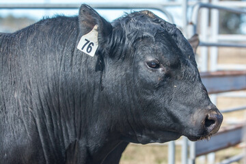 Fototapeta premium portrait of a bull