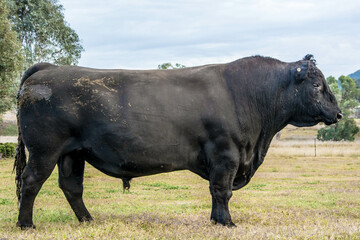 Naklejka premium Angus Bull