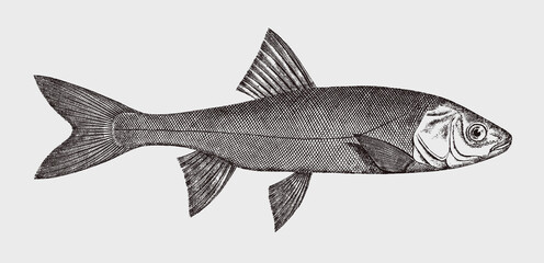 Sacramento blackfish orthodon microlepidotus, freshwater fish from North America in side view