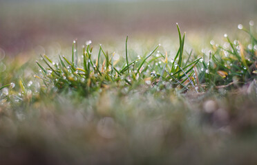 Grass with dew - background