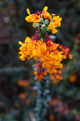 Beautiful Orange Flowers 