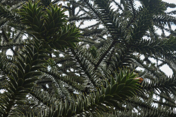 Monkey Puzzle Tree