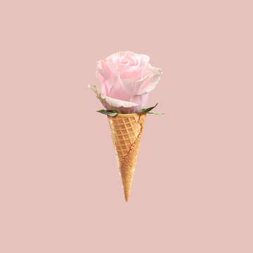 Soft pink rose flower in an ice cream waffle cone, summer spring light concept, postcard, pattern, powdered background, minimalism