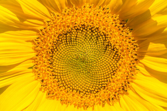 Closeup shot of a sunflower head. Fibonacci sequence pattern. Macro photography