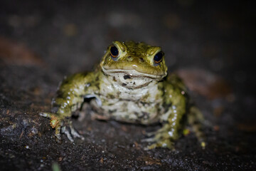 A male toad (Bufo bufo) on the move during migration