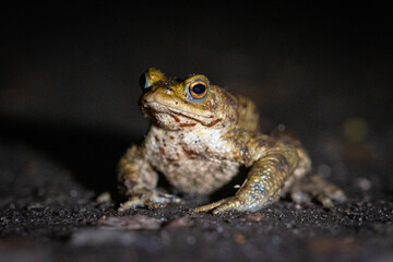 Toad walking on a path at night - Bufo bufo