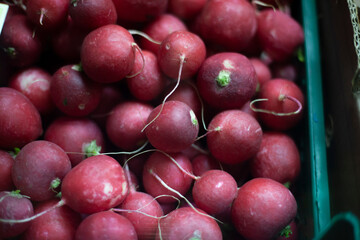 Radishes in box. Harvested. Red fruits collected from ground.