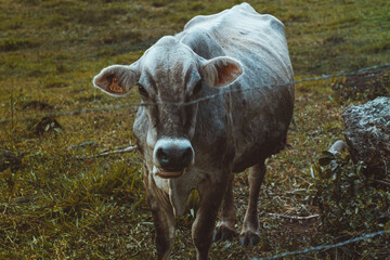 Primer plano retrato de vaca en el fondo de la granja.