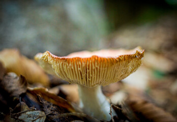 Lamella