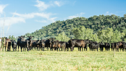 Obraz premium herd of cows