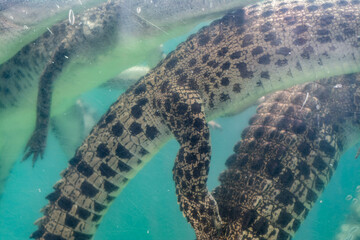 Obraz premium crocodile in water