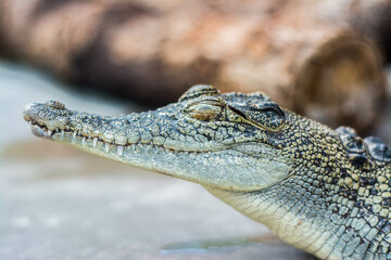 crocodile in the zoo
