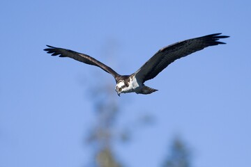 Osprey flying up in the sky.
