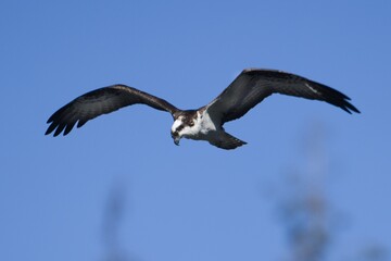 Osprey searches for fish.