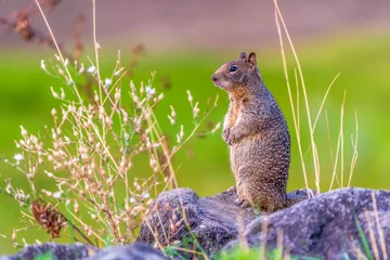 Plexiglas foto achterwand Staande eekhoorn © William Huang