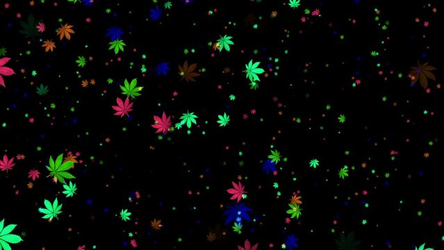4k Color Cannabis Leafs. Looped Overlay