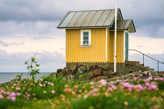 Yellow wooden hut with pink flowers on rocky coast in the seaside village of Torekov in Sweden. Selective focus.