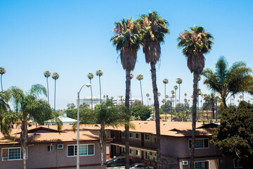The Palms of SoCal