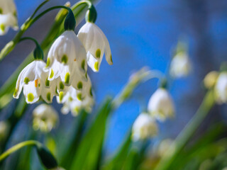 スノーフレークの花のクローズアップ　春イメージ