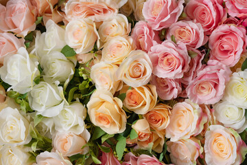 Floral background. Beige, white and pink roses.