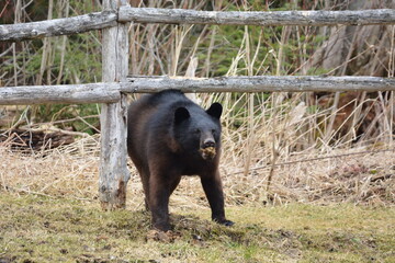 Black bear stands along fence line of horse field eating manure
