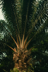 Close up of palm tree leaves © christina nwabugo