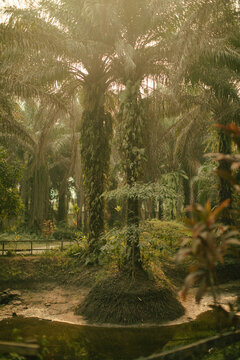 portrait of a shallow river and tall palm tree in a rainforest for climate change 