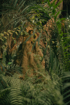 Photograph of a large ant hill within the rainforest 