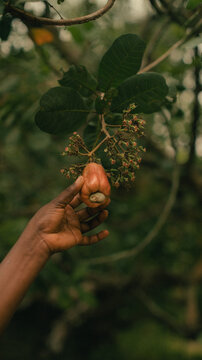 Close up of a hand holding a cashew nut fruit in the tree 