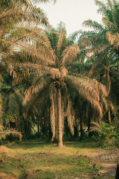 Picture of a tall Palm tree in the rainforest in a tropical climate 