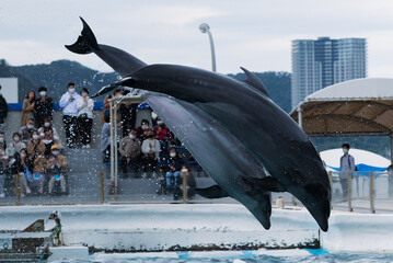 dolphin flips