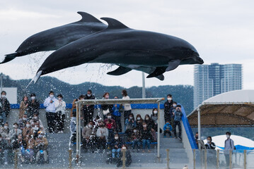dolphin flips