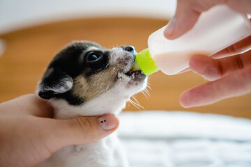 portrait of a crossbreed puppy drinking medicated puppy bottles