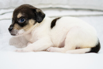 crossbreed puppy lying on white blanket