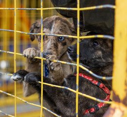 ADOPTA