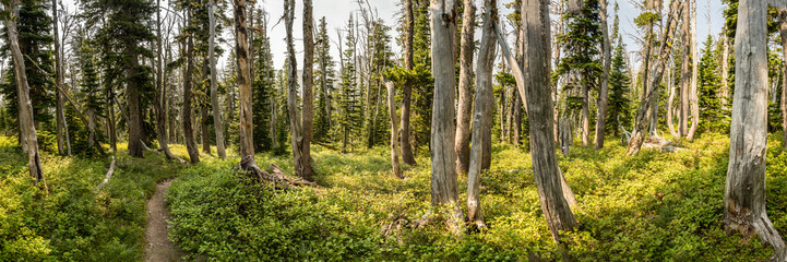 Panorama of Trail Heading Through Thin Forest Of Glacier