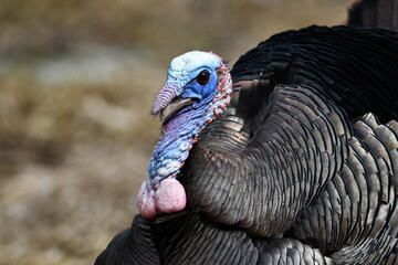Close up portrait of a male wild turkey