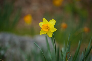 Fototapeta premium 水仙 