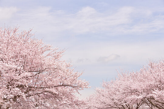 「春霞」の写真素材 | 2,081件の無料イラスト画像 | Adobe Stock