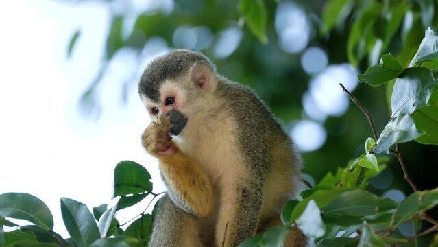 a low angle close shot of a squirrel monkey sitting in a tree and eating at manuel antonio national park of costa rica